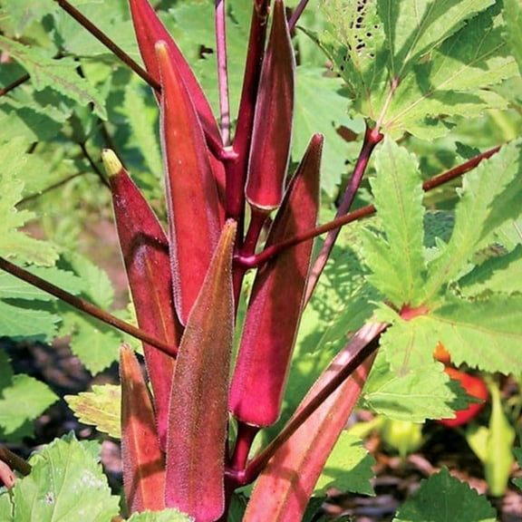 TomorrowSeeds - Burgundy Red Okra Seeds - 200  Count - For 2026 Planting USA Garden Vegetable