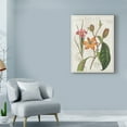 thumbnail image 3 of Trademark Fine Art 'Vintage Flora III Ivory' Canvas Art by Sue Schlabach, 3 of 3
