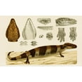 thumbnail image 2 of Frederick McCoy 24x16 Black Ornate Framed Double Matted Museum Art Print Titled: Reptiles 6 (1885-1890), 2 of 5