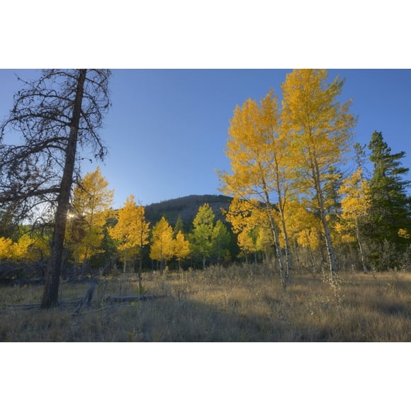 Autumn Sunset In Forest Of Golden Aspen And Spruce Trees, Canadian Rockies, Alberta Poster Print (17 x 11)