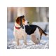 thumbnail image 1 of Pet Accessory Dog Pilot Cap Teddy Bear Winter Leather Hat, 1pc, 1 of 4