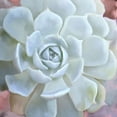 thumbnail image 3 of Kimberly, Allen 12x12 Black Modern Framed Museum Art Print Titled - Painted Succulent 2, 3 of 5