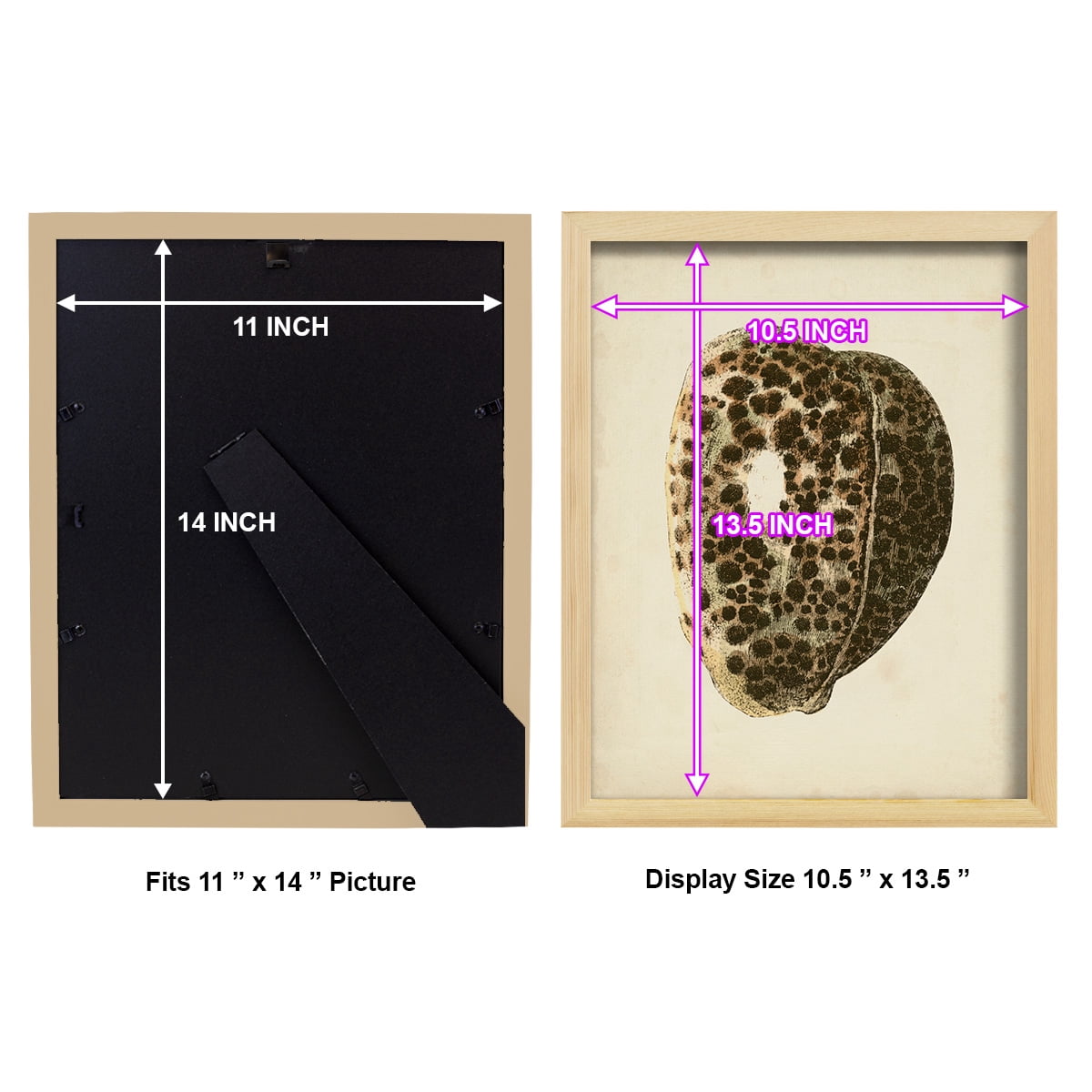 Sealife Collection III - Framed Print w/glass - Natural Wood