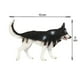 thumbnail image 2 of Figura de juguete de Husky siberiano de CollectA Dogs & Cats, 2 of 3