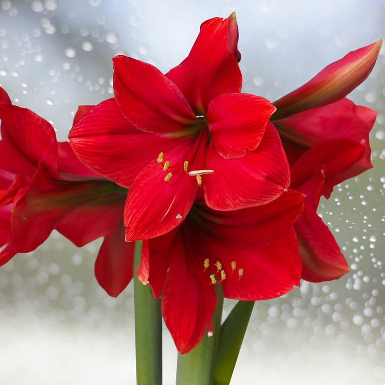 Van Zyverden Amaryllis Red Lion, Dormant Flower Bulb