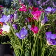 thumbnail image 5 of Garden Party Collection - 100 Bulbs Featuring 4 Varieties of Pink, Yellow, Red, White Flowers- Attracts Butterflies, Bees & Hummingbirds, 5 of 7