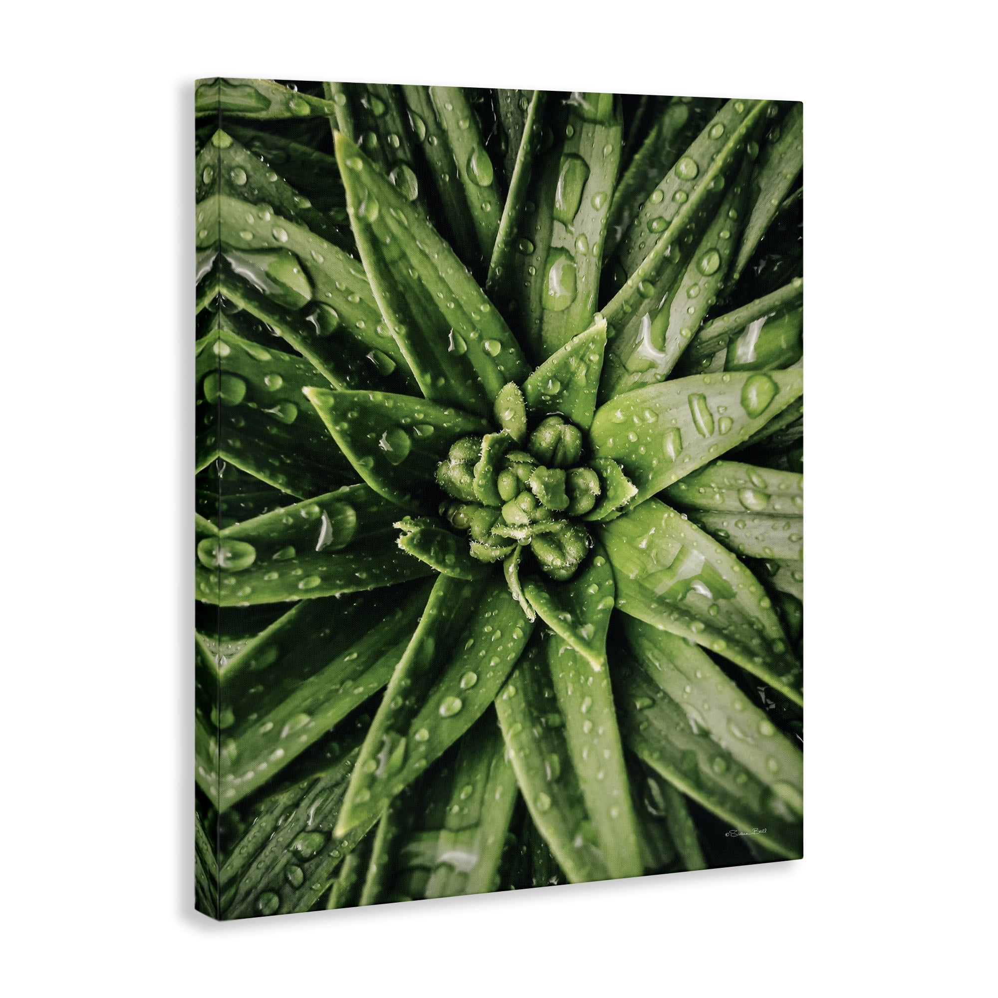Stupell Industries Succulent in Rain Botanical & Floral Photography Gallery Wrapped Canvas Art Print Wall Art, 16 x 20
