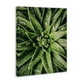 thumbnail image 4 of Stupell Industries Succulent in Rain Botanical & Floral Photography Gallery Wrapped Canvas Art Print Wall Art, 16 x 20, 4 of 8