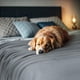 thumbnail image 5 of Manta Utopia Bedding Queen, 229 x 229 cm, punto suave, gris, 5 of 9