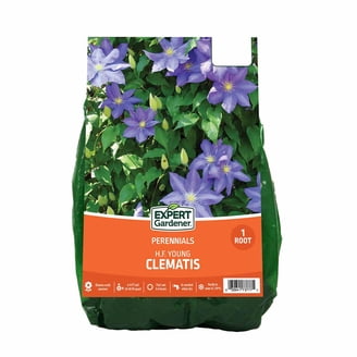 Expert Gardener Dahlia Dinnerplate Mix (Set of 3 Dormant Bulbs