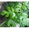 thumbnail image 3 of Ultra Rare Ginny Philodendron - Rhaphidophora tetrasperma -6" Pot- Mini Monstera, 3 of 3