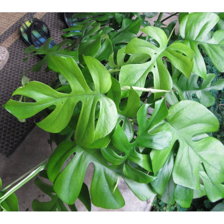 where can i buy peace lily plants Peace Lily