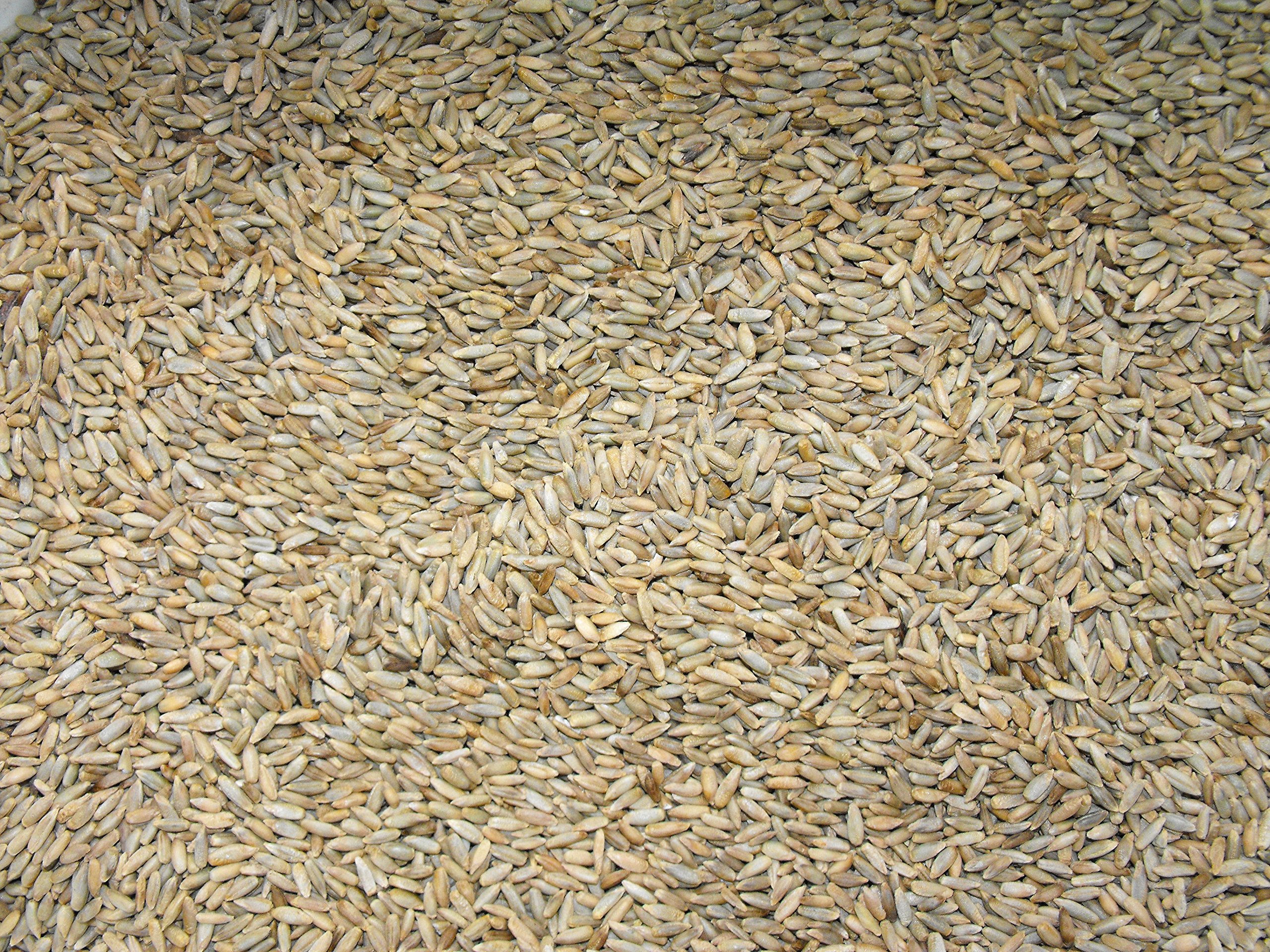 Lewis Family Farm 5 lb Cereal Rye Grain Seeds Open Pollinated Cover Crop Forage Deer Plot Food