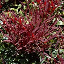 RedCrocus Nandina 'Burgundy Wine' (Heavenly Bamboo) Live Shrub – Evergreen Burgundy Foliage, Deer Resistant, Pollinator Friendly – For Sun/Part Shade, Patio Containers, USDA Zones