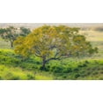 thumbnail image 2 of Gulin, Sylvia 18x12 White Modern Wood Framed Museum Art Print Titled - Hawaii-Maui-Kula upcountry lone tree, 2 of 4
