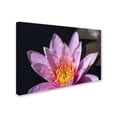 thumbnail image 2 of Trademark Fine Art "Pink Lotus" Canvas Art by Kurt Shaffer, 2 of 3