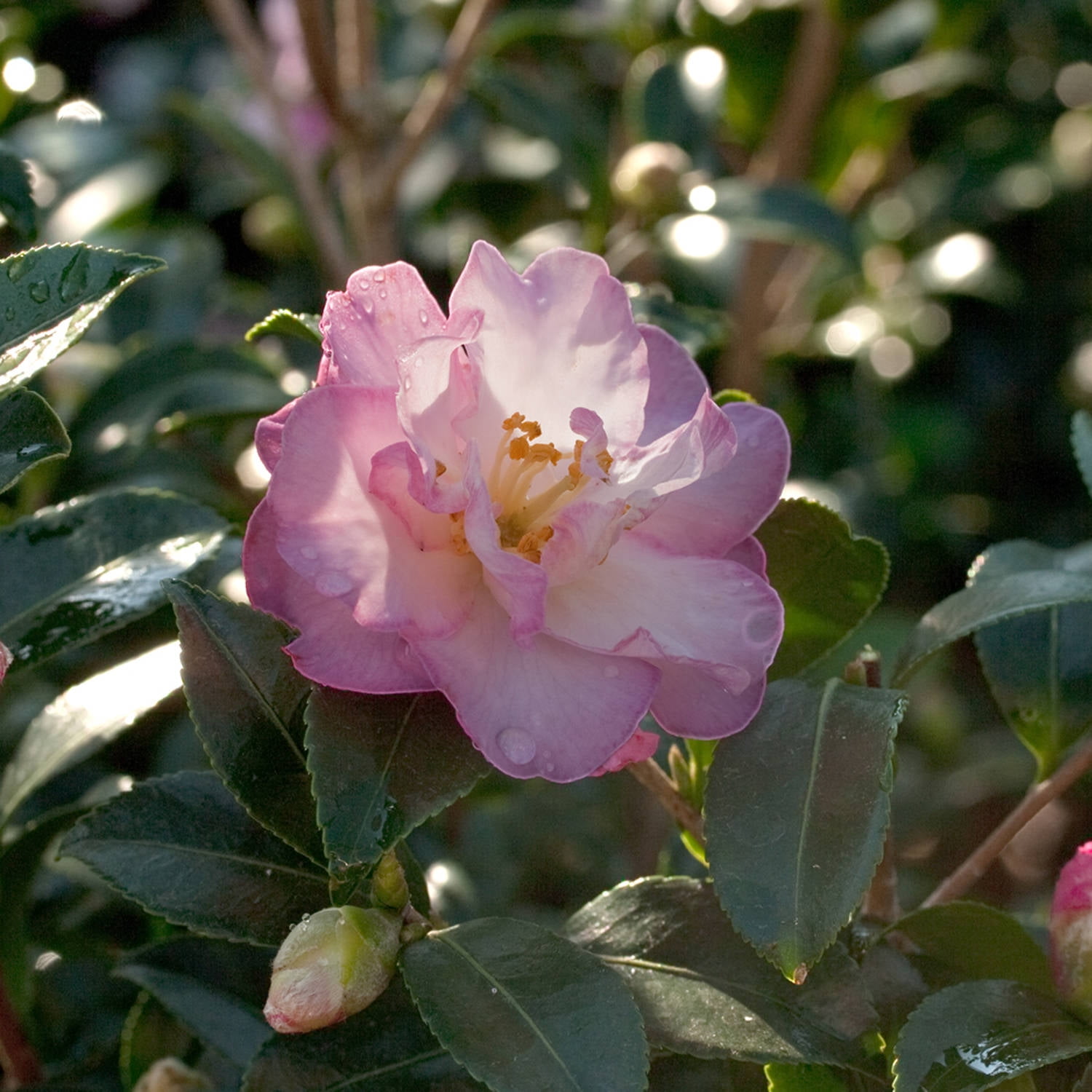 Southern Living October Magic Orchid Camellia Live Shrub in 2-Gallon Grower Pot