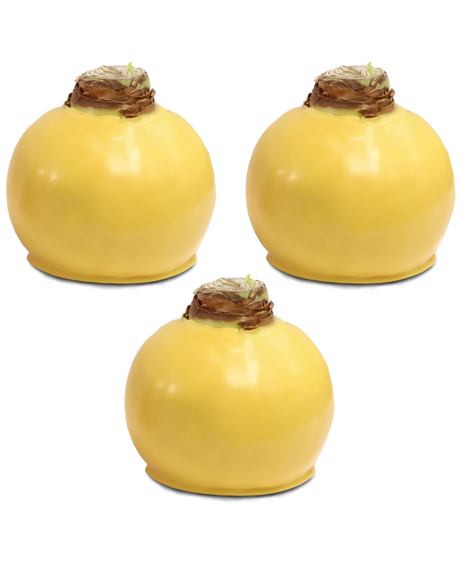 National Plant Network Yellow Waxed White Blooming Giant Amaryllis Bulb (3-pack)
