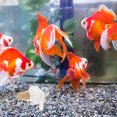 thumbnail image 4 of MasteelfCA 10pcs Fish Tank Air Bubblers Elbow Bubble Diffusers Acrylic Air Stone Bubblers, 4 of 7
