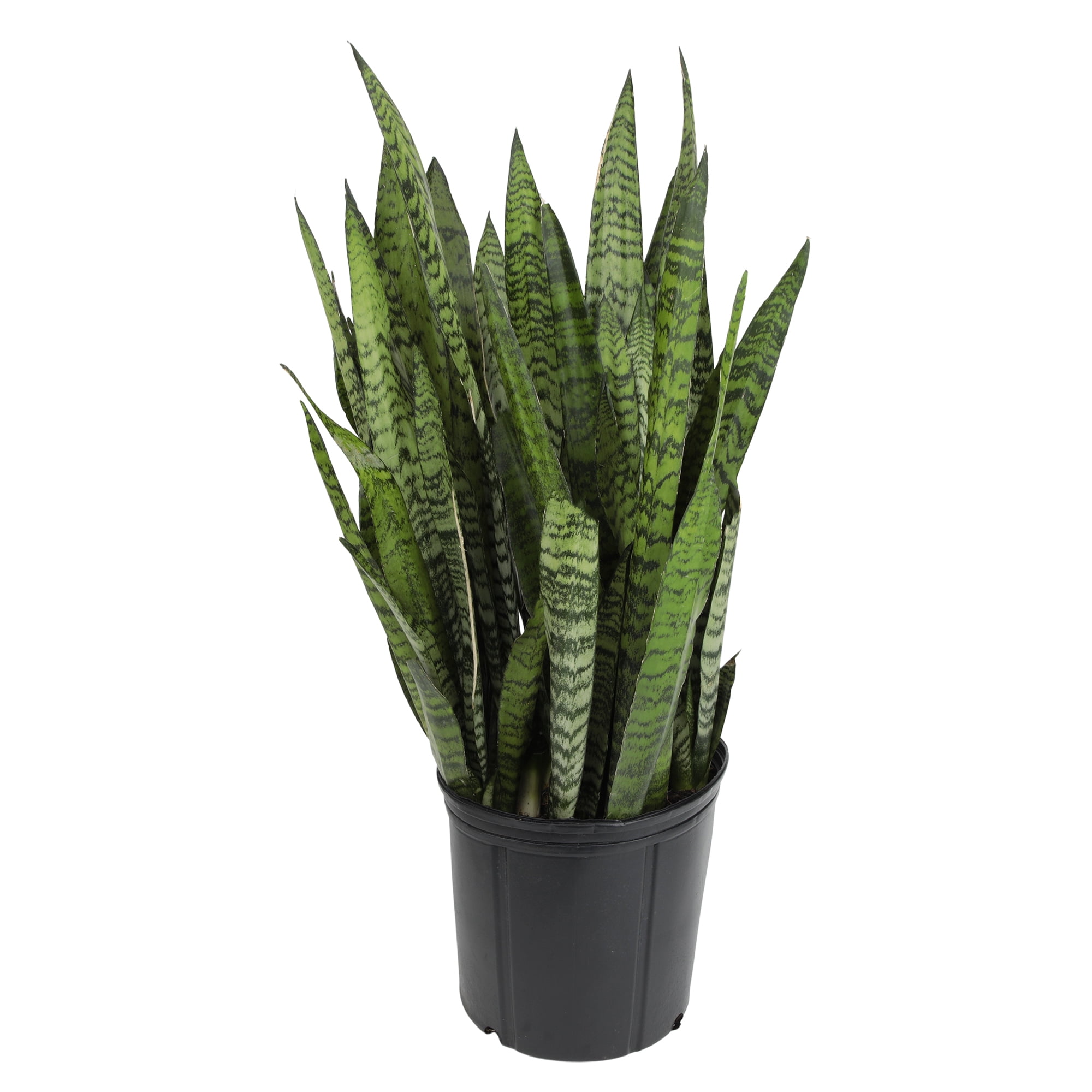 Premium Snake Plant (Sansevieria) in 10" Grower Pot, Live Plant, Grower's Choice Seasonal Selection