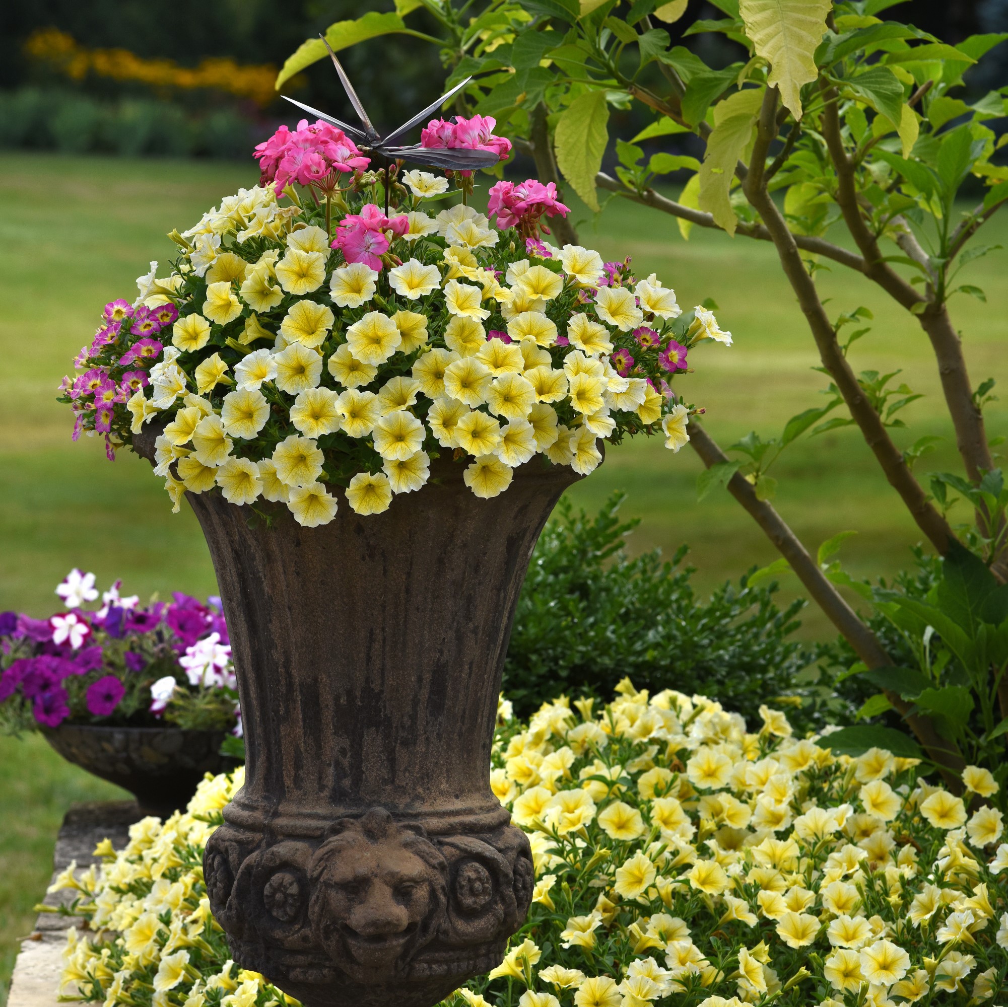 Better Homes & Gardens 2 Quart Yellow Or Pink Petunia Annual Flowers Live Plants
