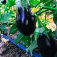 thumbnail image 2 of Black Beauty Eggplant Seeds, 2 of 3