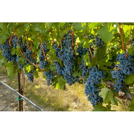 - Washington, Red Mountain. Cabernet Sauvignon Grapes Near Harvest at Col Solare on Red Mountain Print Wall Art By Richard Duval