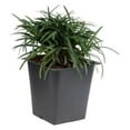 Dwarf Mondo Grass 18 Count Flat of Large 4 Inch Pots Ophiopogon