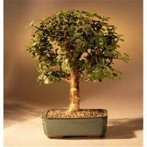 Baby Jade Bonsai Tree - Portulacaria Afra - Medium
