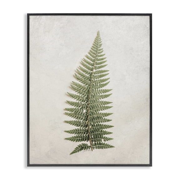 Stupell Industries Scandinavian Detailed Fern Frond Black Framed Giclee Art, 11 x 14, by Jennifer Rigsby