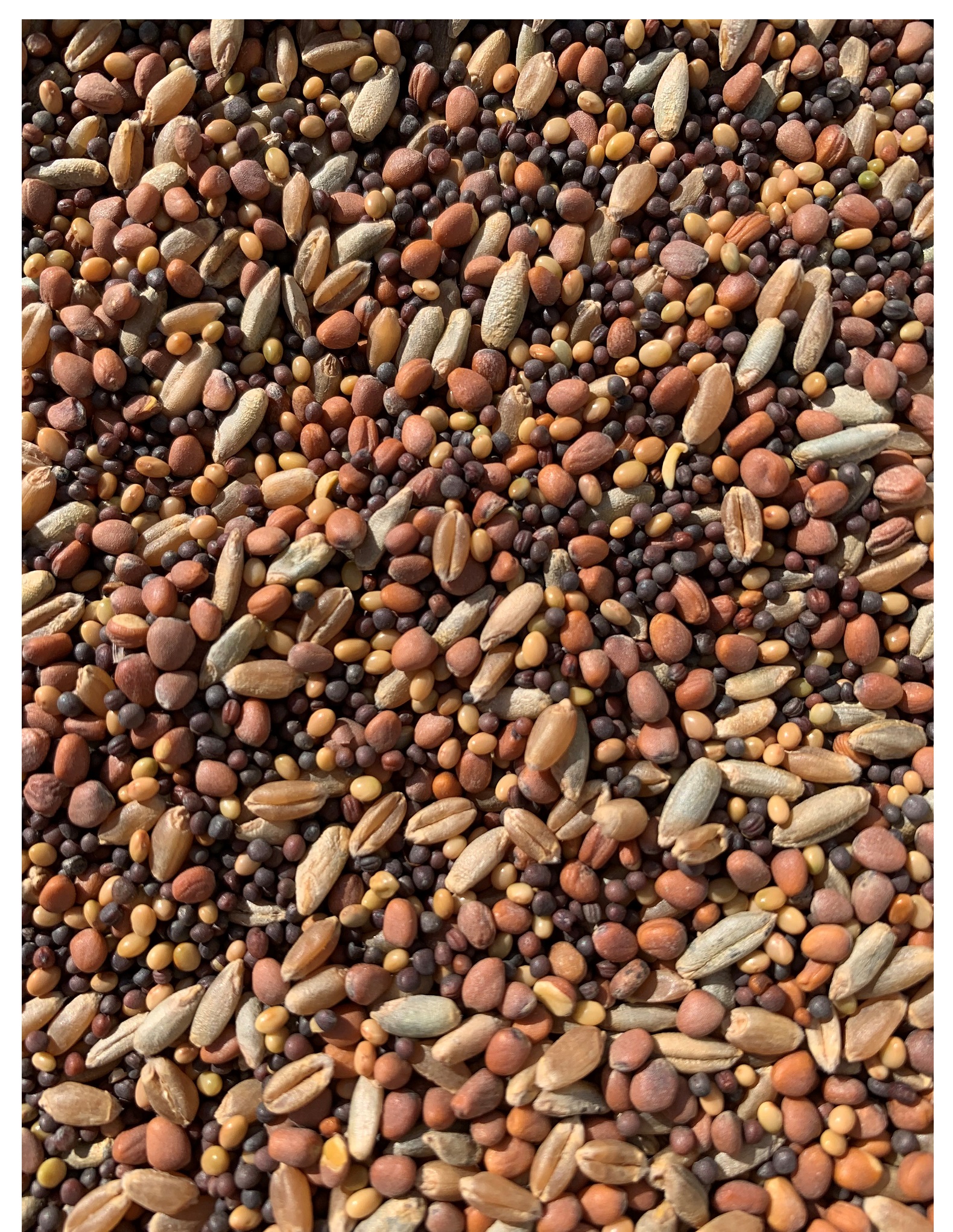 25lb Whitetail Deer Food Plot Seed Turnip Radish Clover Wheat Rye Mix Branson Buffalo Blend
