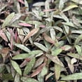 thumbnail image 4 of Hoya Sigillatis Live Plant | Long Hoya Starter Plants | House Plants Live for Beginner | Hoya Cuttings Rare Plant Gifts | Fully Rooted Hoyas, 4 of 5