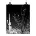 thumbnail image 2 of Print: Saguaro Cactus Near Tucson, Arizona, 2008, 2 of 4
