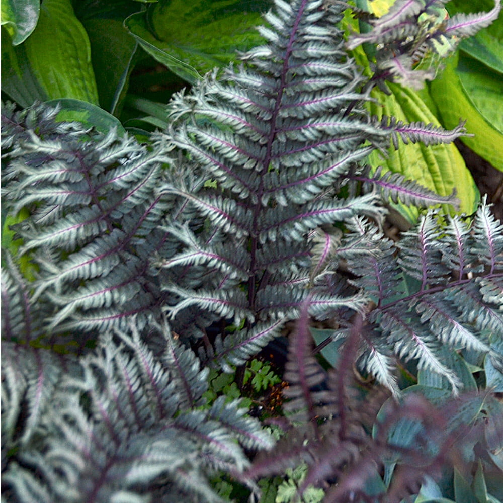 Crested Surf Japanese Painted Fern - Athyrium - Hardy - Proven Winner ...