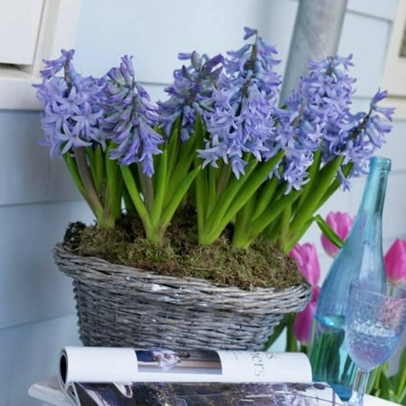 Van Zyverden Hyacinths, Fragrant Baby Blue, Set of 10