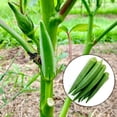 thumbnail image 4 of 5 paquetes de semillas de okra sin espinas Abelmoschus Moschatus Semillas de hortalizas para plantar, 4 of 7