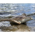 thumbnail image 4 of Figura de acción Gemini&Genius Sea Turtle Sea Animal 25 cm, 4 of 9