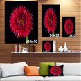 thumbnail image 3 of Chrysanthemum Flower on Black - Flowers Canvas Wall Artwork, 3 of 4