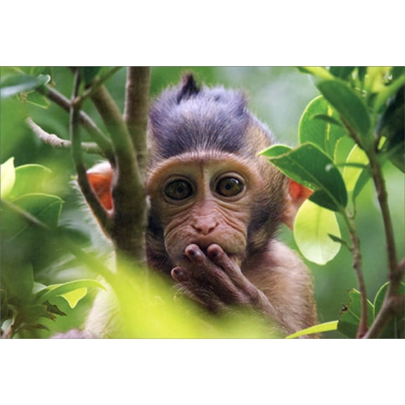 Pictura Little Monkey Hiding in Tree Cute Funny / Humorous Birthday Card