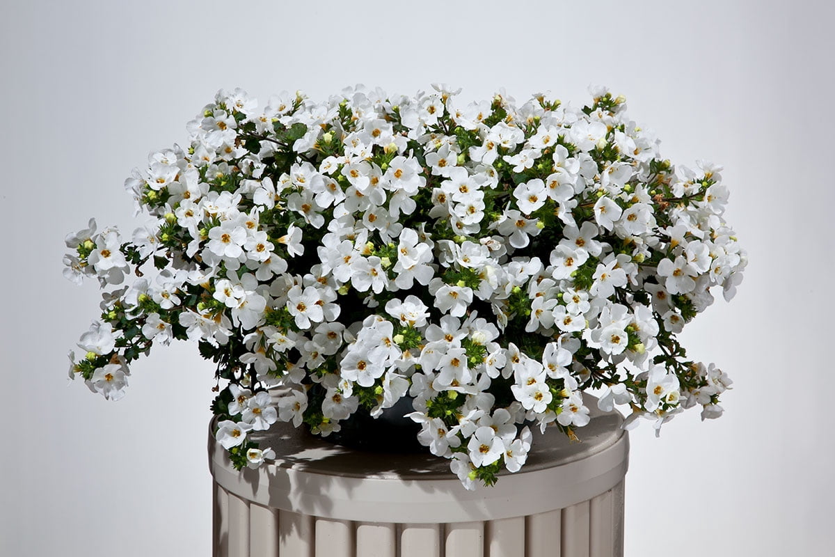 Better Homes & Gardens 1QT Bacopa Megacopa White Annual Live Plant Full Sun