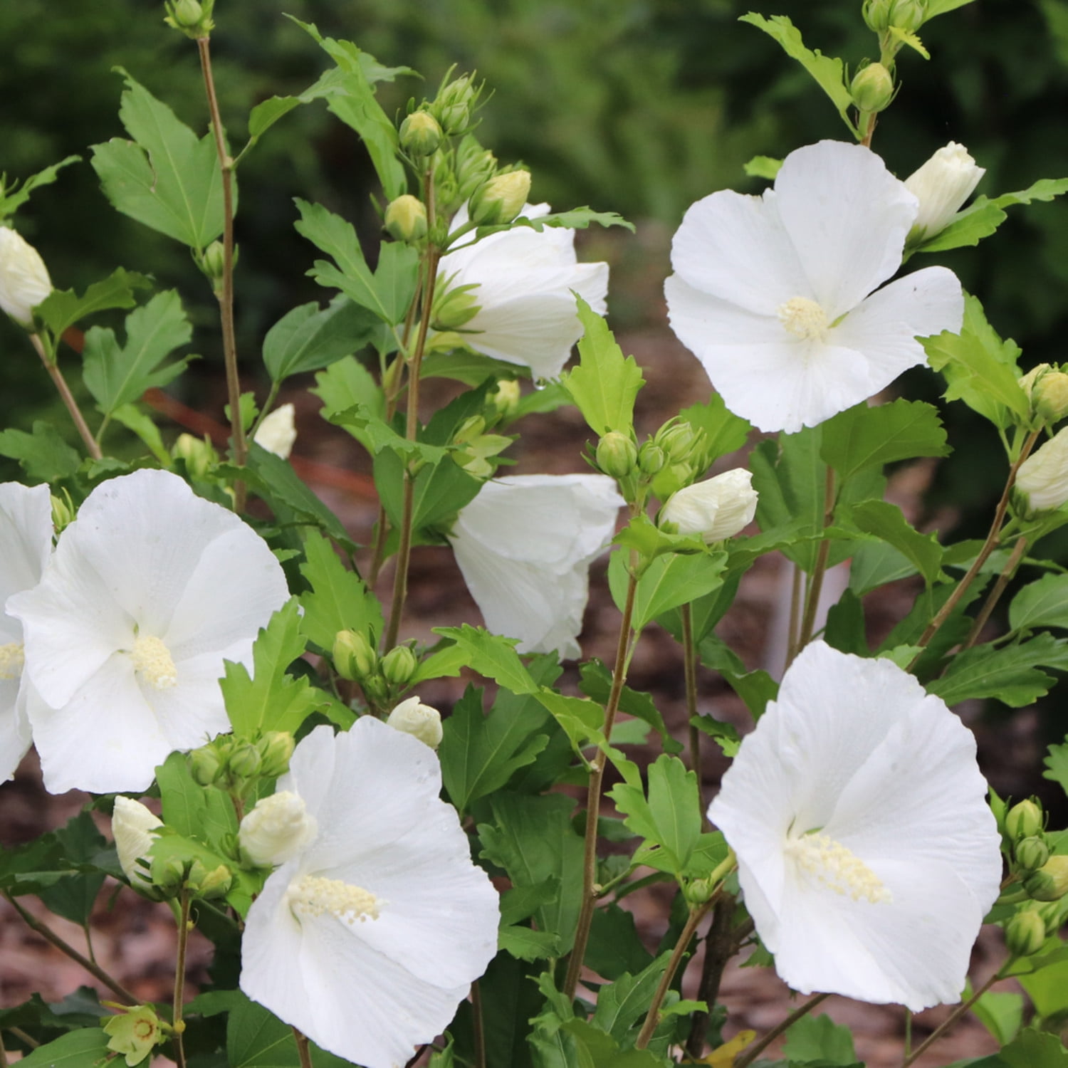 Proven Winners ColorChoice 5" Paraplu Pure White Rose of Sharon Live Plant in 4.5" Pot (4 Count)