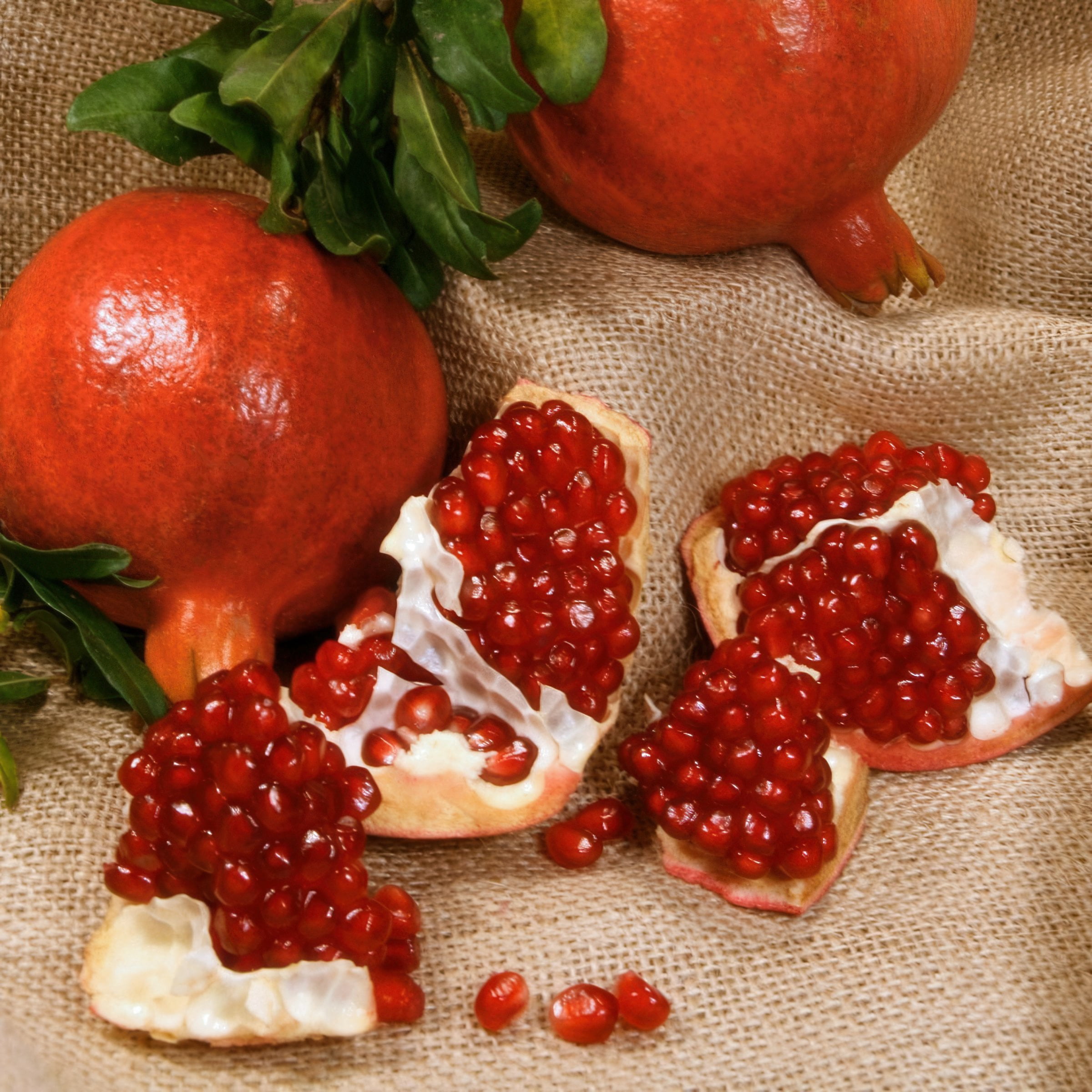 National Plant Network Live Perennial Shrub 1 gal Dwarf Pomegranate with Full Sunlight