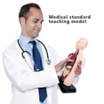 thumbnail image 4 of Human Body Model with 7 Removable Organ Models,Educational Organ Anatomy Model for Biological Scienc, 4 of 5