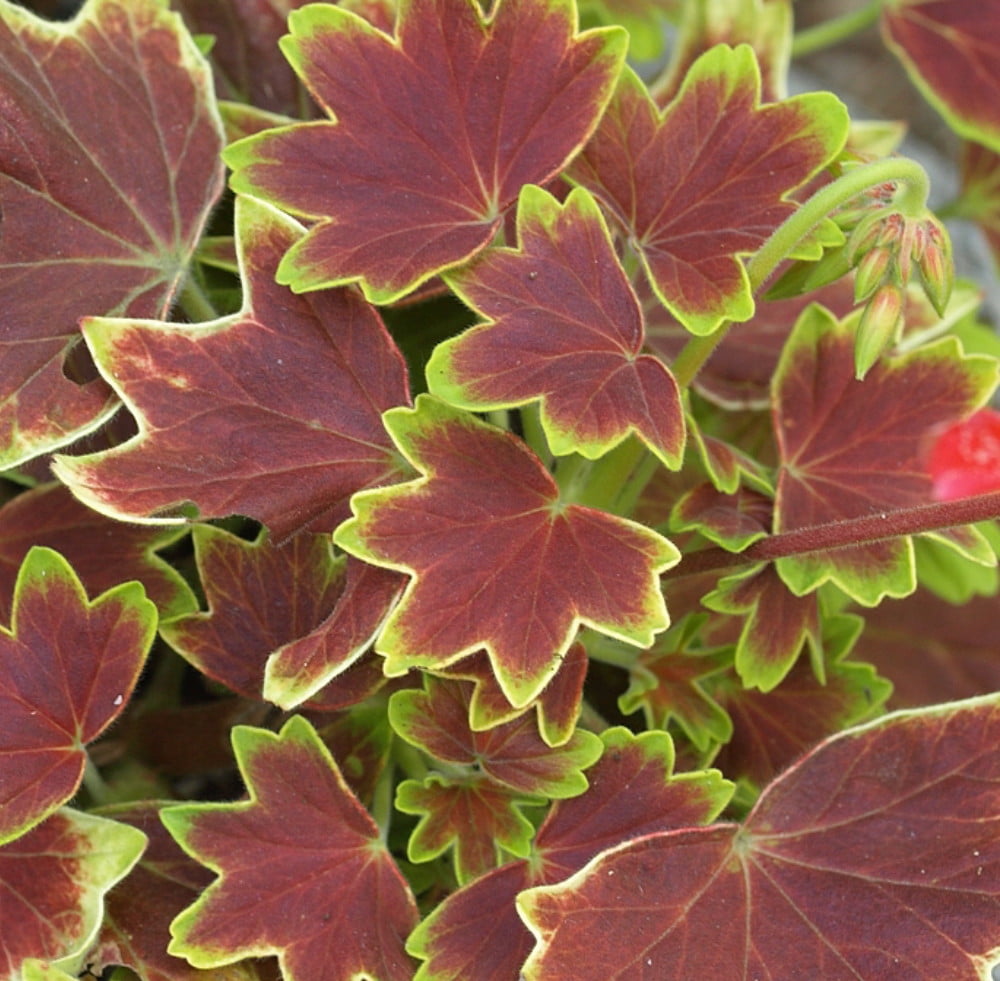 Exotic Heirloom Vancouver Centennial Geranium - Inside/Out - 3.75