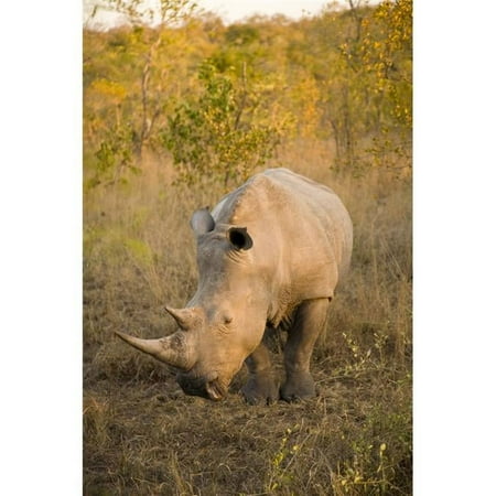 White Rhinoceros Arathusa Safari Lodge Sabi Sand Reserve Mpumalanga South Africa Poster Print - 12 x 18