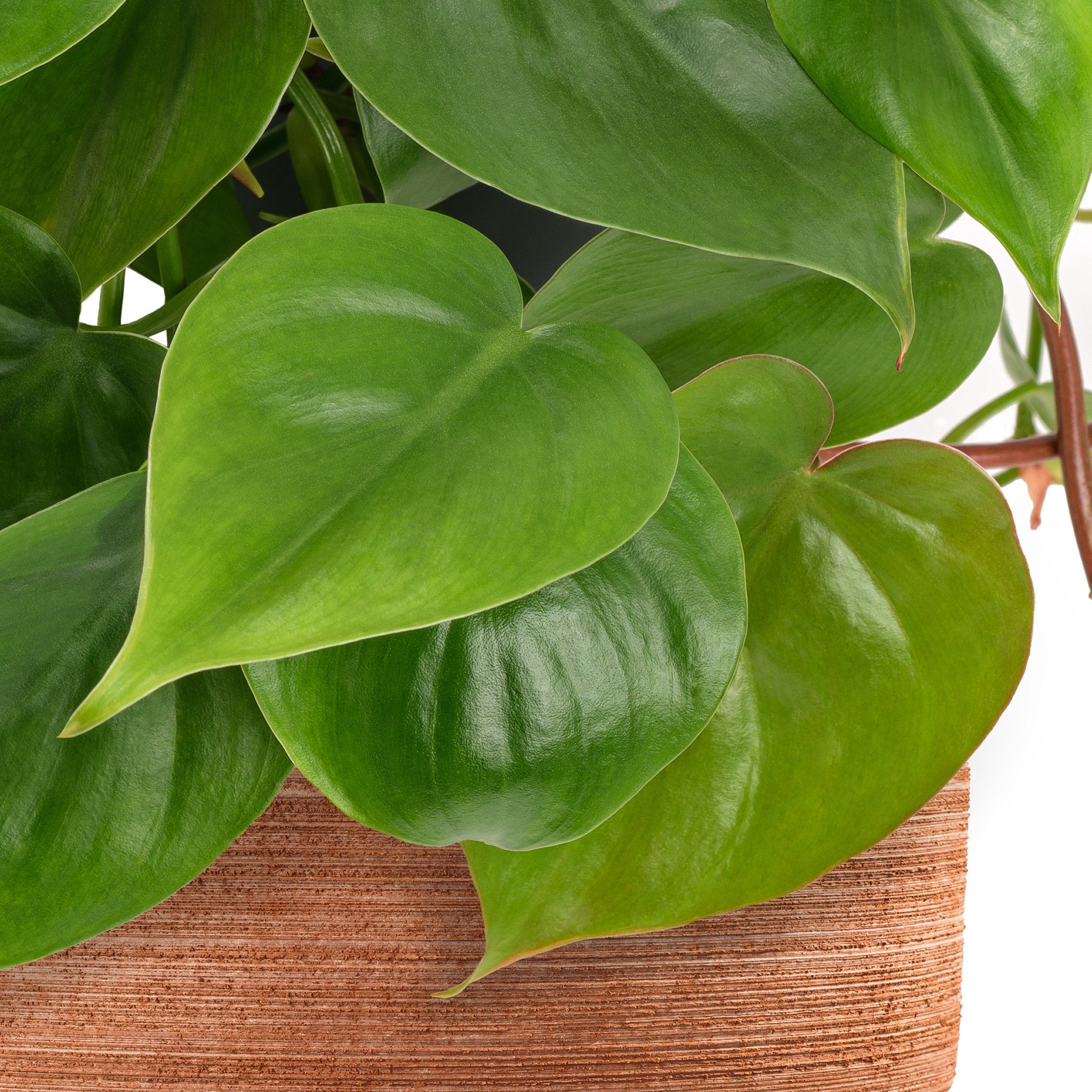 6 in. Philodendron Cordatum Plant in Grower Container
