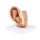 thumbnail image 4 of Laboratorio / Pelvis Humana 1: 1 Y Modelo de Desarrollo Fetal de Feto de Bebé, 4 of 7