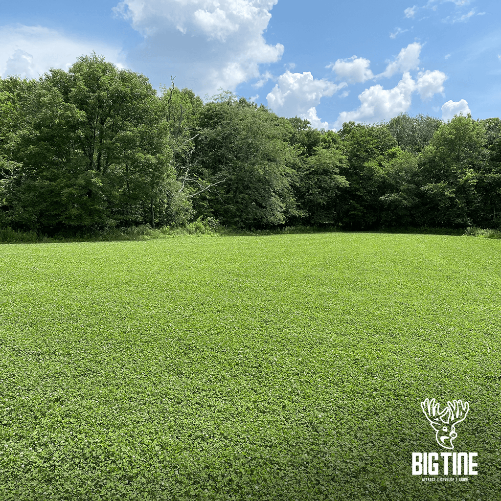 Big Tine Foundation Clover Mix Food Plot Seed, Deer Hunting Attractant, 4 lb