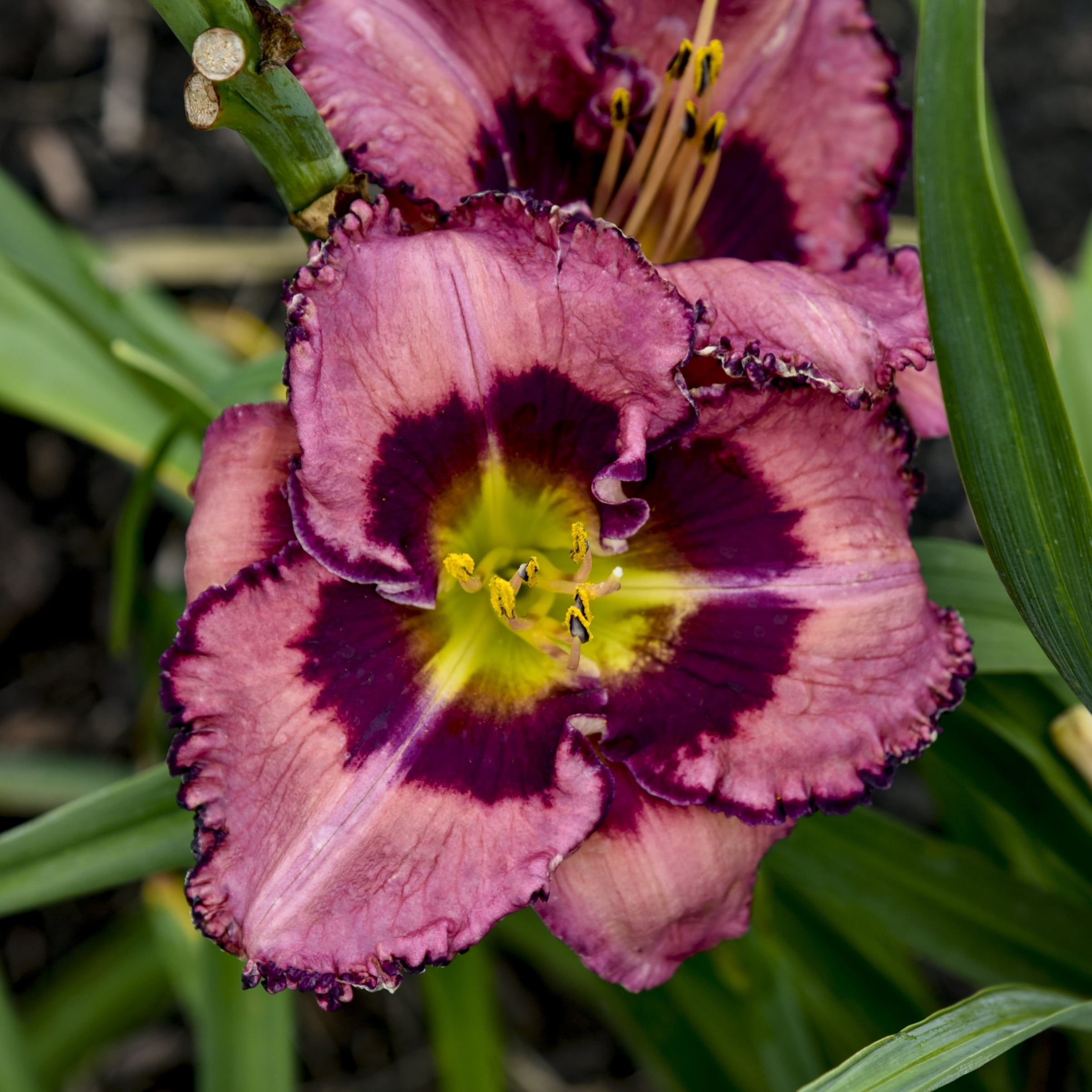 Bare Root Hemerocallis Be Fruitful and Multiply Perennial Plant with Maroon Flowers (2-Pack)