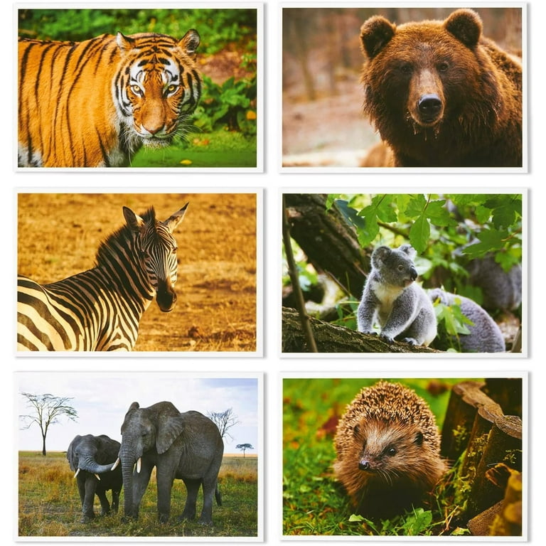 Best Paper Greetings 40 Pack Bulk Animal and Travel Postcards From
